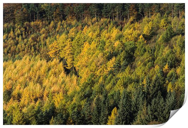  Autumn Larches Print by James Grant
