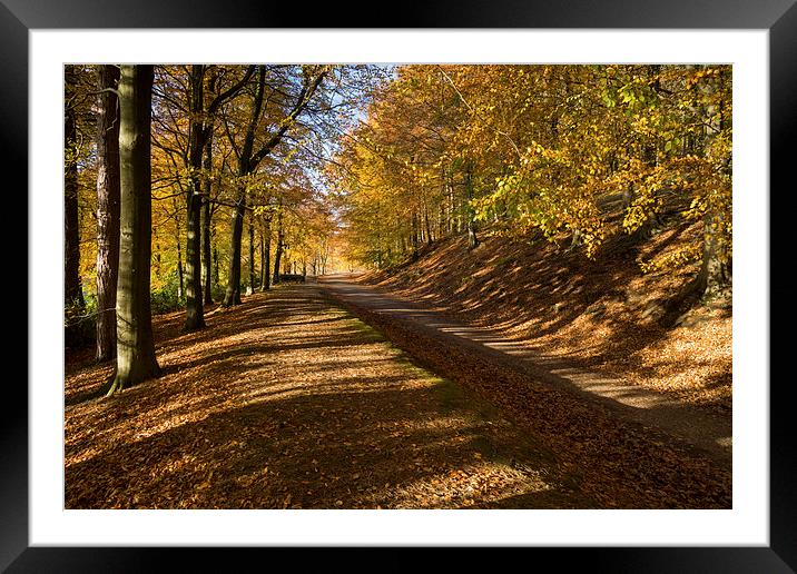  Avenue Of Autumn Framed Mounted Print by James Grant