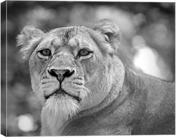  lioness 001 Canvas Print by christopher darmanin