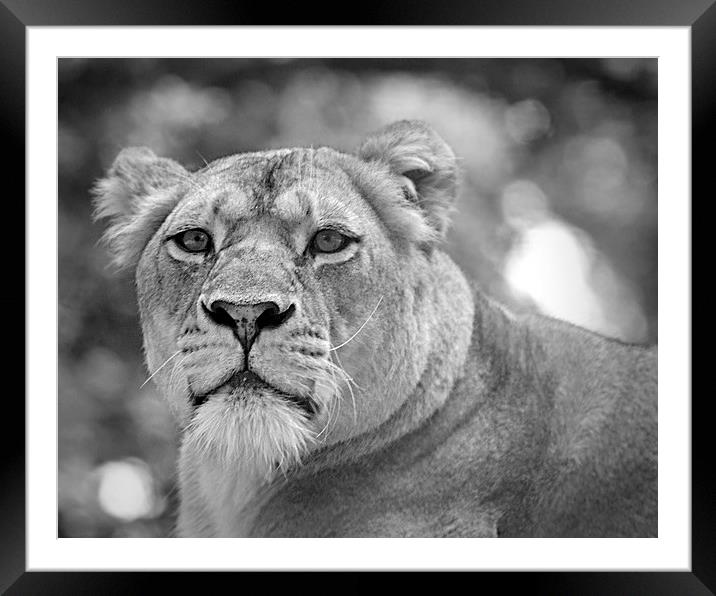  lioness 001 Framed Mounted Print by christopher darmanin