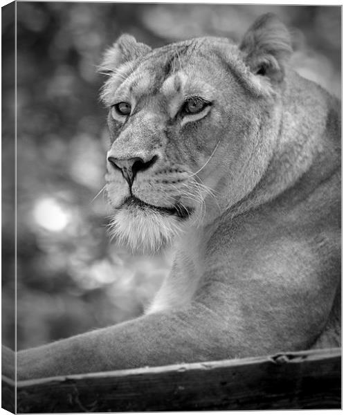  lioness 002 Canvas Print by christopher darmanin