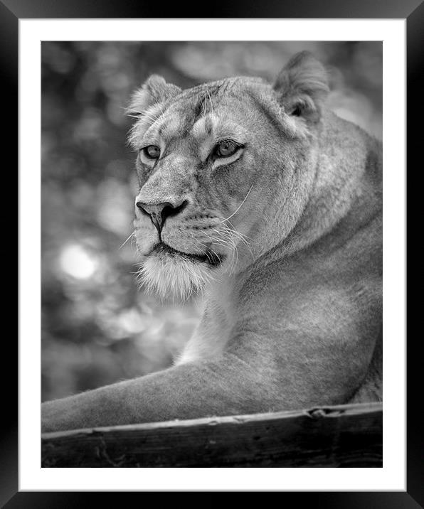  lioness 002 Framed Mounted Print by christopher darmanin