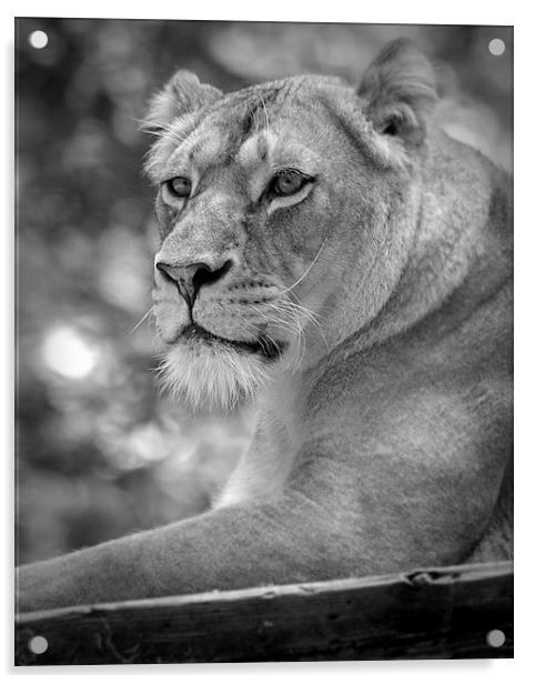  lioness 002 Acrylic by christopher darmanin