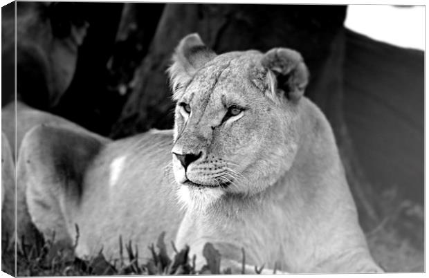  Lioness 003 Canvas Print by christopher darmanin