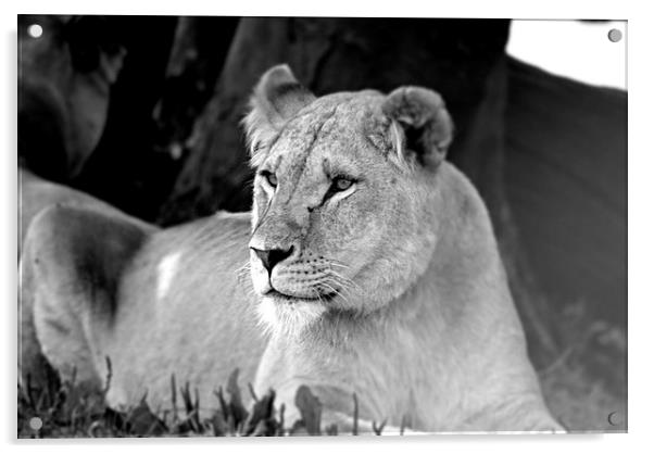  Lioness 003 Acrylic by christopher darmanin