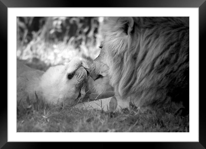  loin,lioness Framed Mounted Print by christopher darmanin