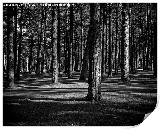  Tentsmuir Trees Print by David Hall