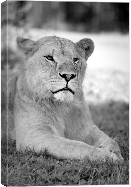  lioness 004 Canvas Print by christopher darmanin