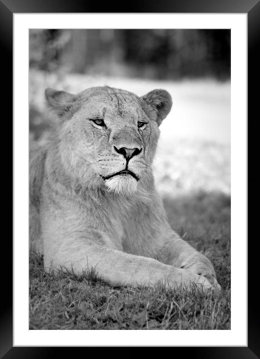  lioness 004 Framed Mounted Print by christopher darmanin