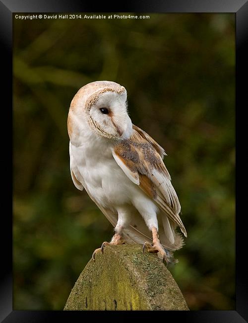  Barn Owl on Gravestone Framed Print by David Hall