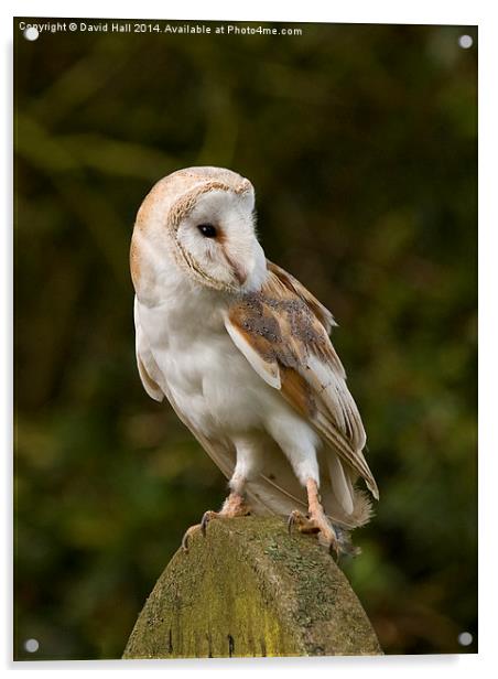  Barn Owl on Gravestone Acrylic by David Hall