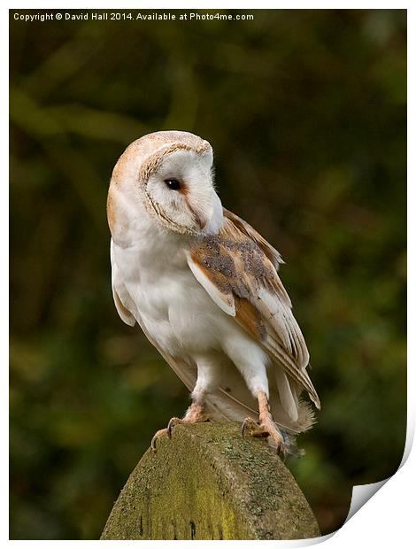  Barn Owl on Gravestone Print by David Hall