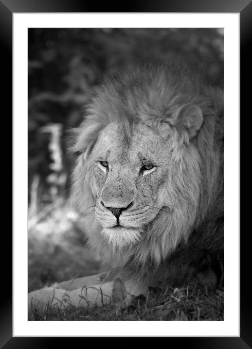  Lion Framed Mounted Print by christopher darmanin