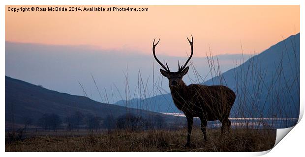 Etive stag Print by Ross McBride