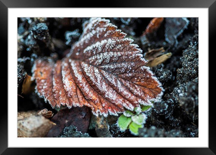 Frosty Leaf Framed Mounted Print by Steve Purnell
