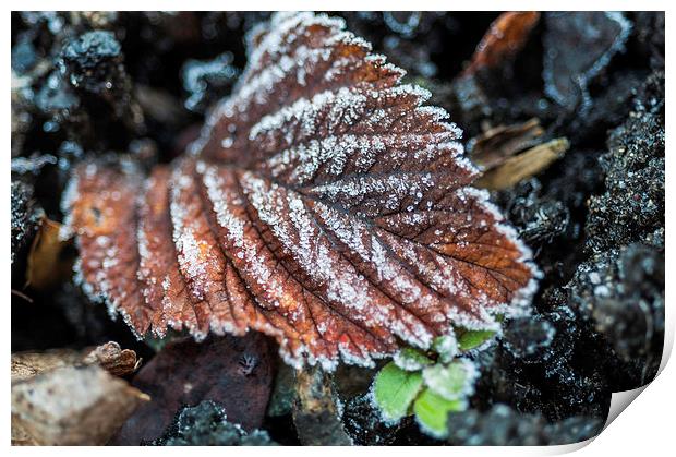 Frosty Leaf Print by Steve Purnell