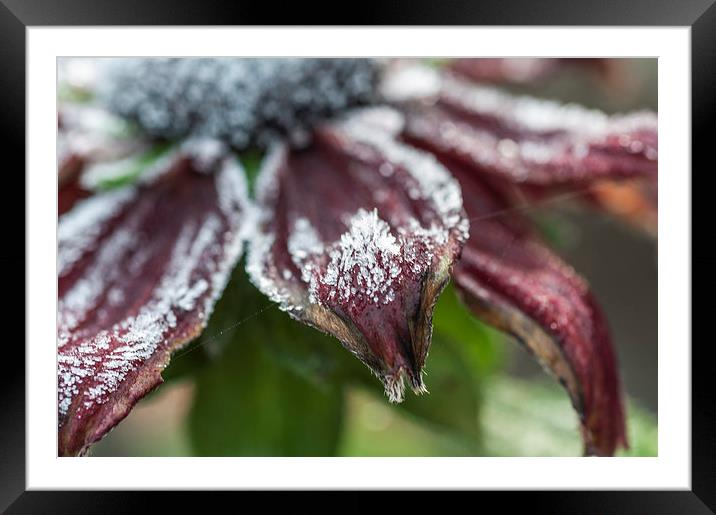 Frosty Rudbeckia Framed Mounted Print by Steve Purnell