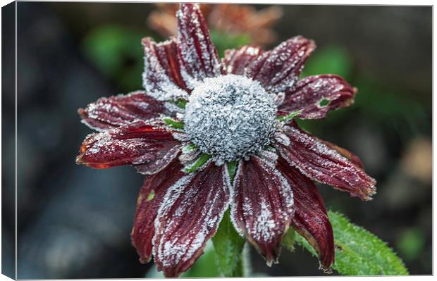 Rudbeckia First Frost Canvas Print by Steve Purnell