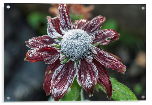 Rudbeckia First Frost Acrylic by Steve Purnell