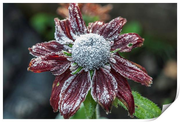 Rudbeckia First Frost Print by Steve Purnell