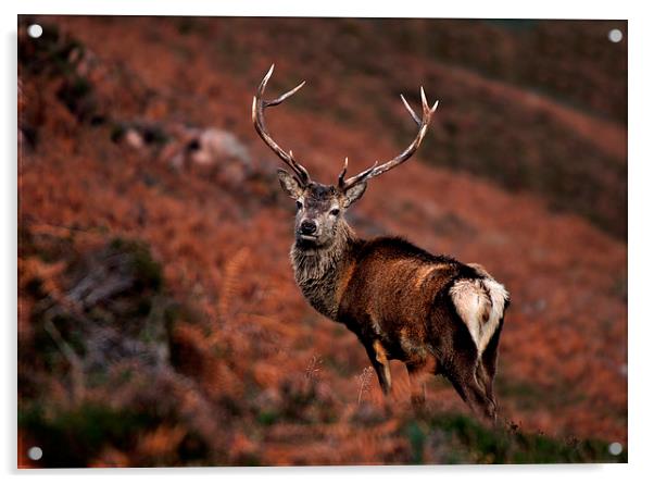    Red Deer Stag Acrylic by Macrae Images