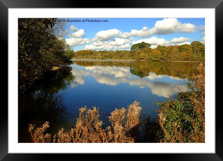 Hatfield Forest  Framed Mounted Print by Diana Mower