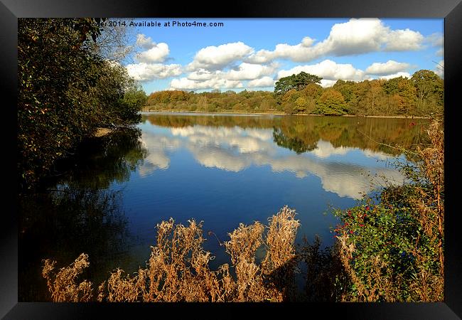 Hatfield Forest  Framed Print by Diana Mower