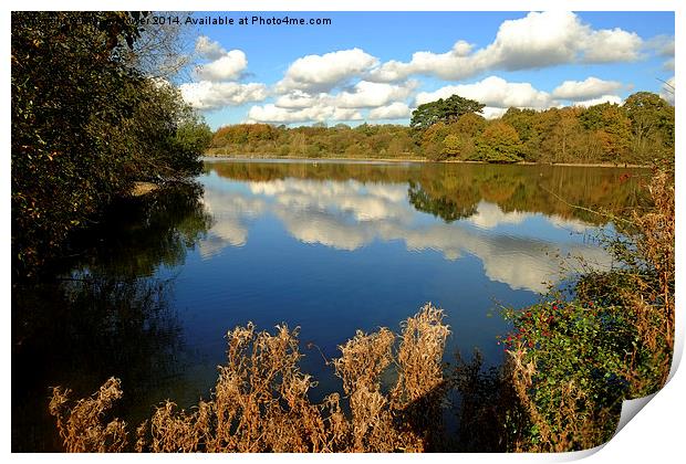Hatfield Forest  Print by Diana Mower