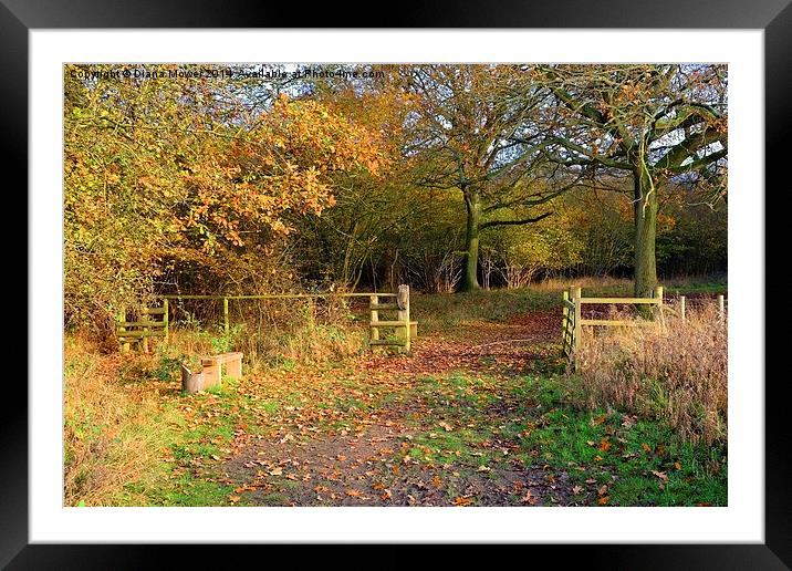  Hatfield Forest Framed Mounted Print by Diana Mower