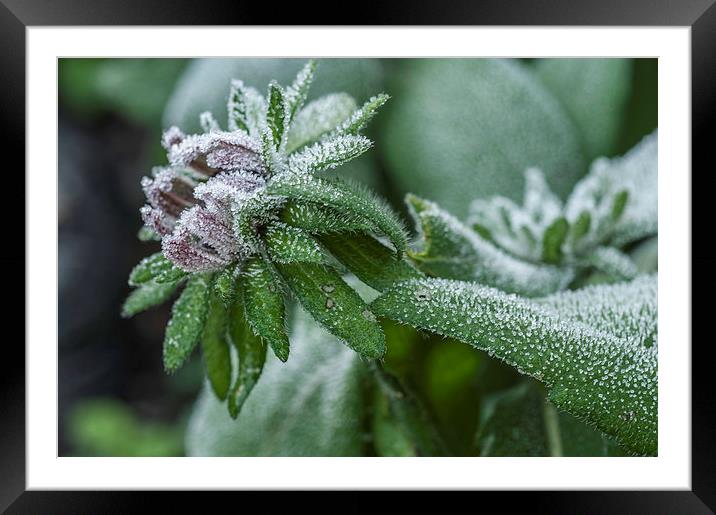 First Frost Framed Mounted Print by Steve Purnell