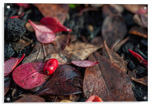 Autumns Last Survivor Acrylic by Steve Purnell