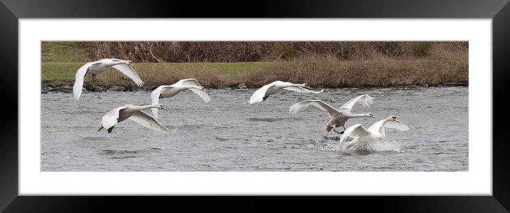  Swans In Flight Framed Mounted Print by Alan Whyte