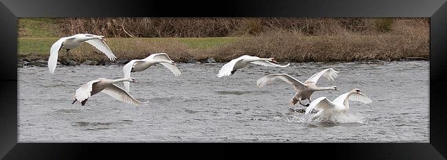  Swans In Flight Framed Print by Alan Whyte