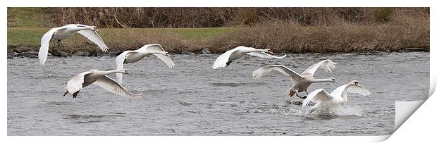  Swans In Flight Print by Alan Whyte