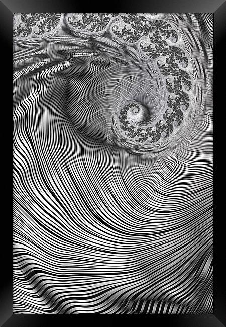 Zebra Swirls Framed Print by Steve Purnell