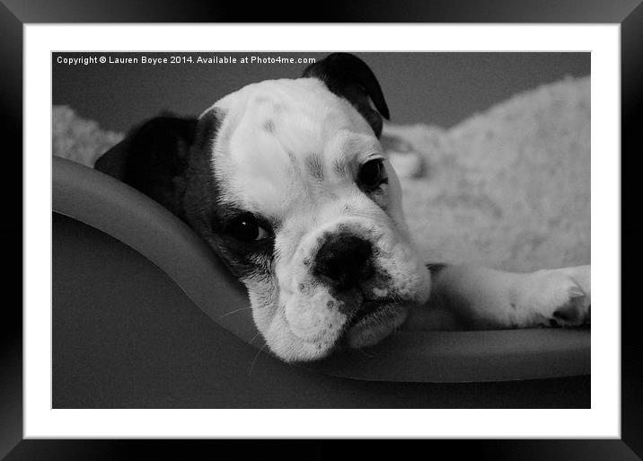  Bulldog Puppy Framed Mounted Print by Lauren Boyce
