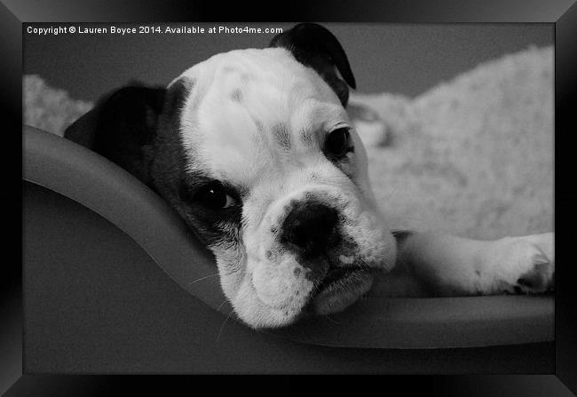  Bulldog Puppy Framed Print by Lauren Boyce