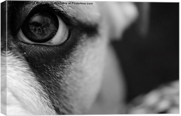  Bulldog Puppy Eye Canvas Print by Lauren Boyce