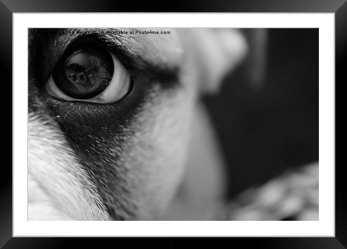  Bulldog Puppy Eye Framed Mounted Print by Lauren Boyce