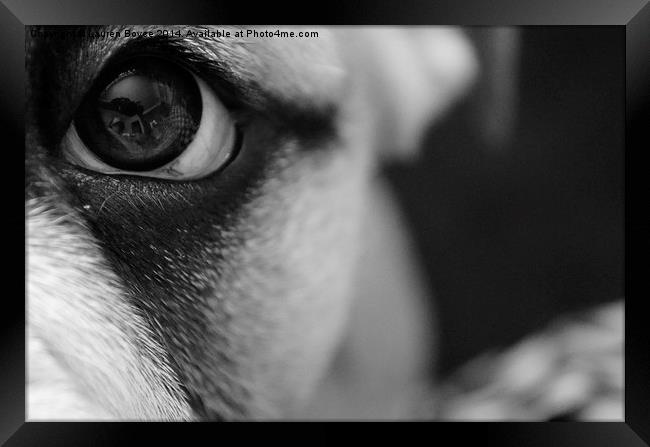  Bulldog Puppy Eye Framed Print by Lauren Boyce