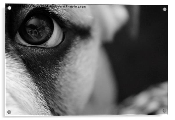  Bulldog Puppy Eye Acrylic by Lauren Boyce