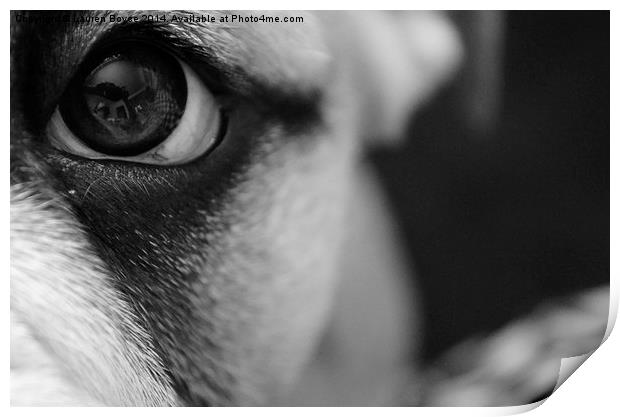  Bulldog Puppy Eye Print by Lauren Boyce