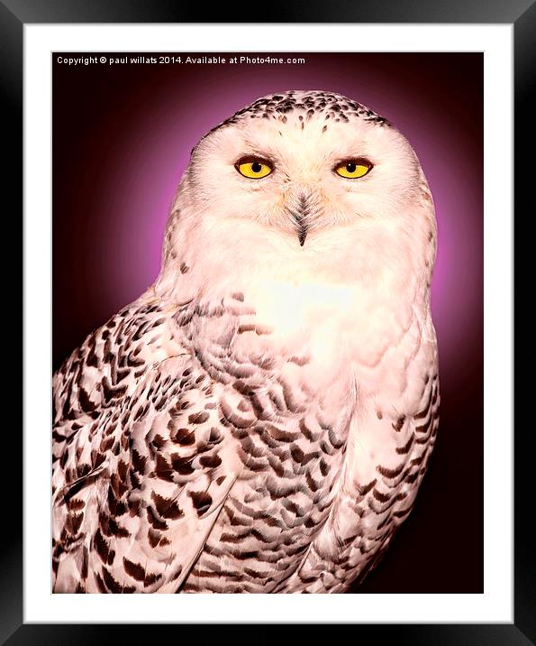  SNOWY OWL Framed Mounted Print by paul willats