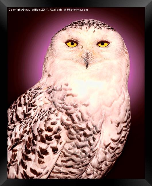  SNOWY OWL Framed Print by paul willats