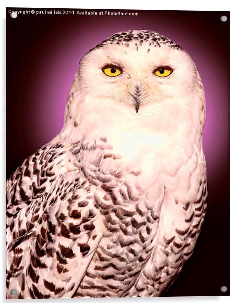  SNOWY OWL Acrylic by paul willats