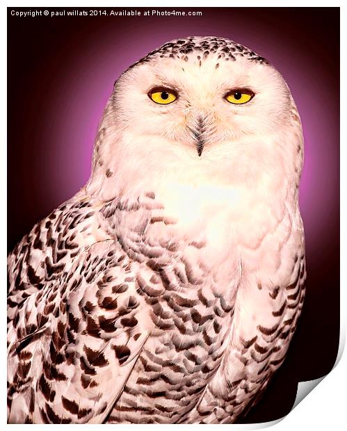  SNOWY OWL Print by paul willats