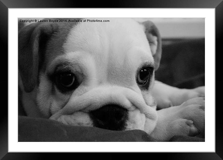  Bulldog puppy Framed Mounted Print by Lauren Boyce