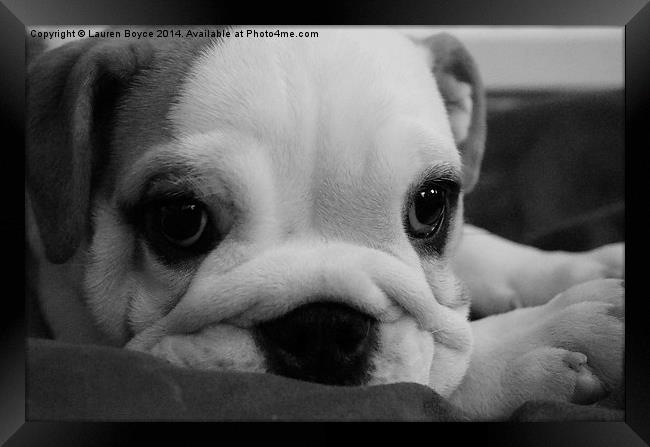  Bulldog puppy Framed Print by Lauren Boyce