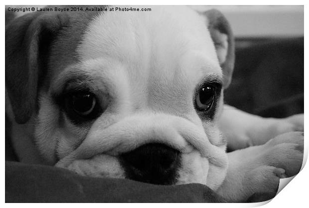  Bulldog puppy Print by Lauren Boyce