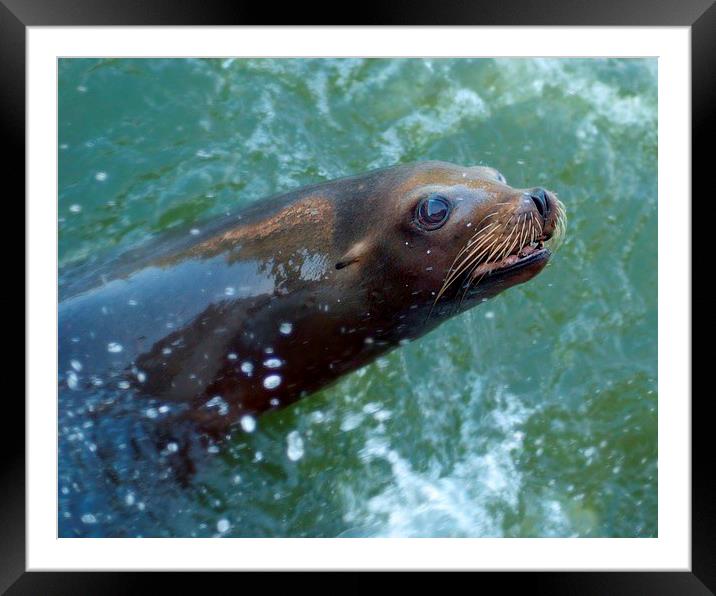 Sealion Framed Mounted Print by christopher darmanin
